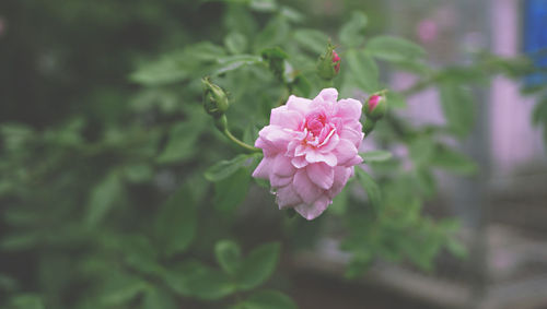 Close-up of pink rose