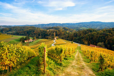 Scenic view of vineyard against sky