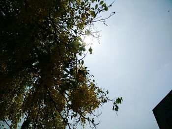 Low angle view of tree against clear sky