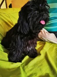 Close-up portrait of black dog on bed at home