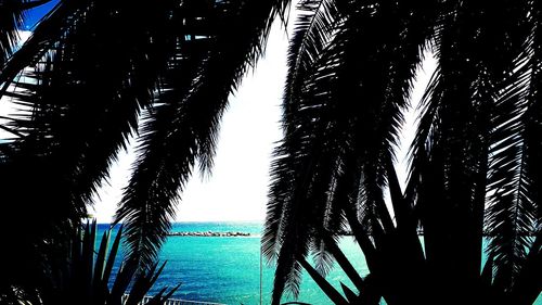 Palm trees by sea against sky