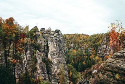 Plants growing on land against sky during autumn