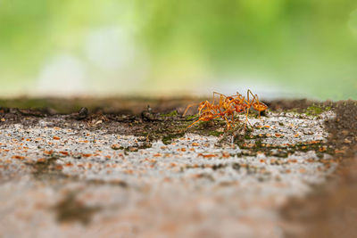 Close-up of ant on ground