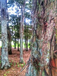 Trees in forest