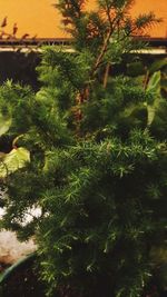 Close-up of green plants