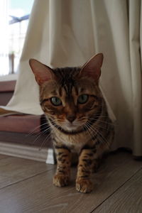 Close-up portrait of tabby cat on wooden floor