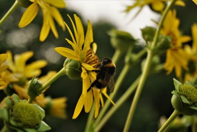 Close-up of bee pollinating on yellow flower