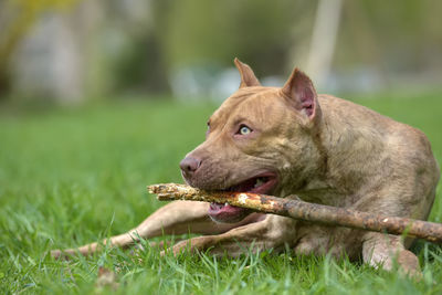 Close-up of a dog on field