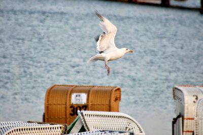 Seagull flying over sea