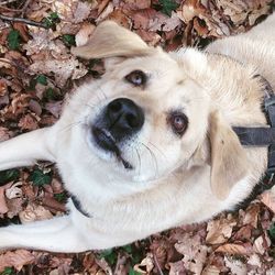 High angle portrait of dog lying down