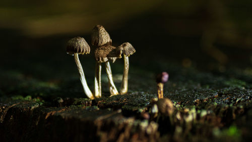 Close-up of mushroom growing on field