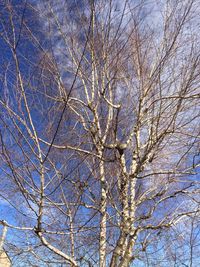 Low angle view of bare trees against sky