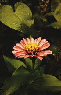 Close-up of orange flower