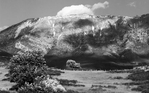 Trees on landscape against sky