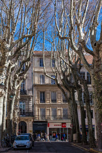 Bare trees by building in city