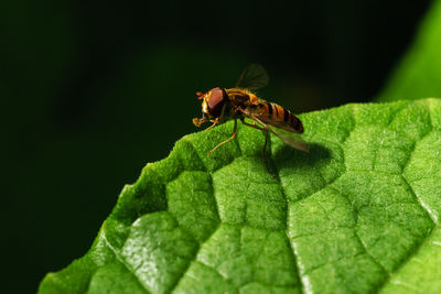 Close-up of insect on leaf