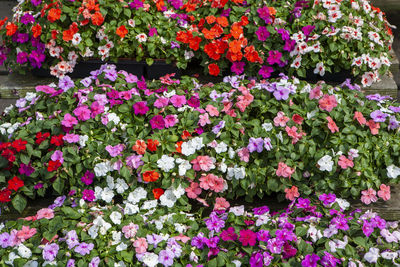 Close-up of pink flowering plants