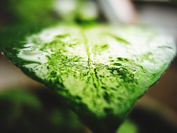 Close-up of water drop on leaf