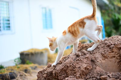 Cat looking away