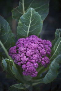 Purple cauliflower