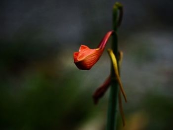 Close-up of flower blooming outdoors