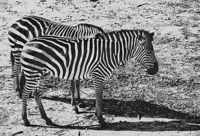 Side view of a zebra on a field