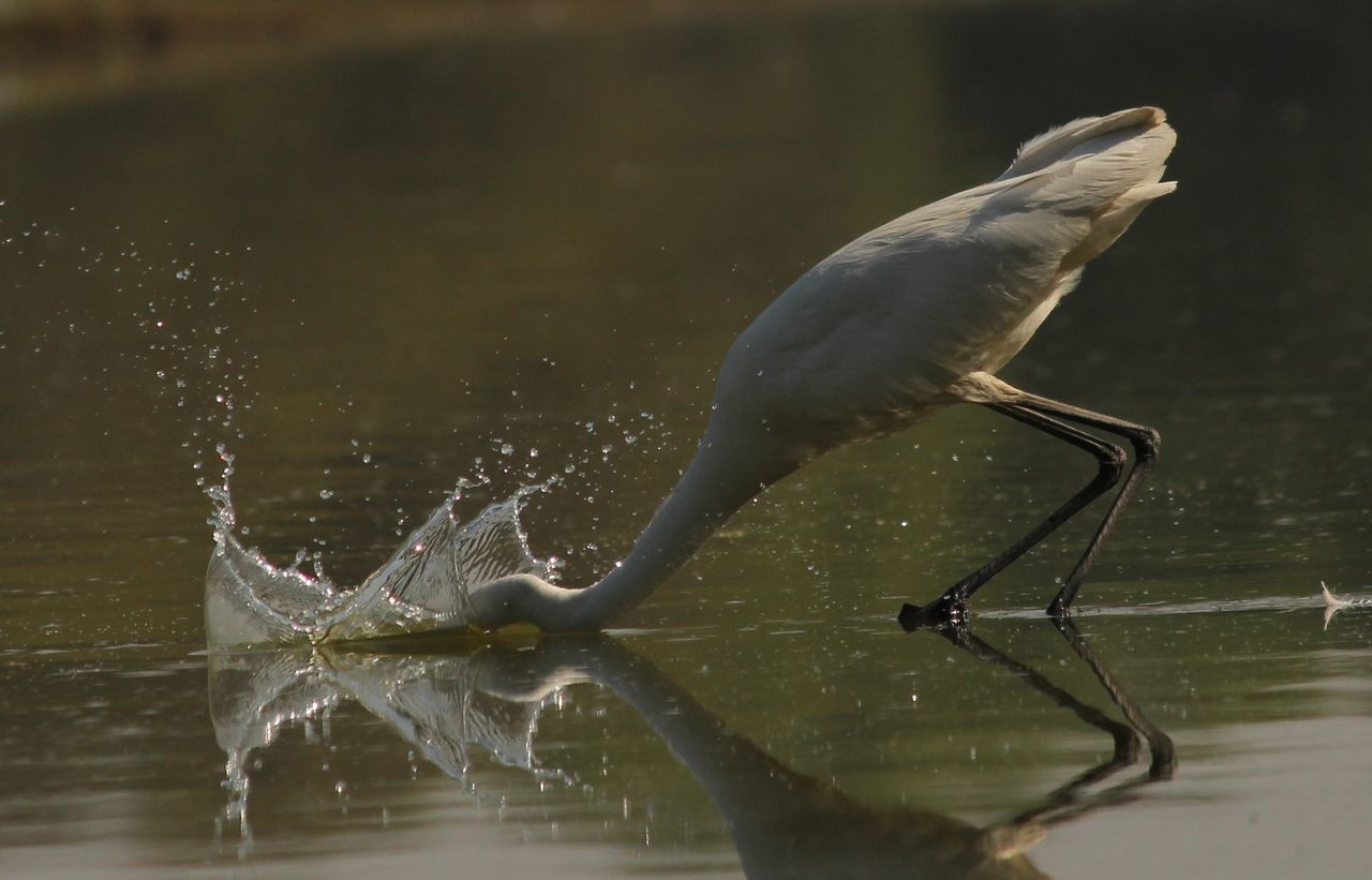 animal themes, water, animals in the wild, one animal, wildlife, bird, lake, waterfront, nature, full length, focus on foreground, wet, reflection, day, spread wings, two animals, splashing, side view, swimming, rippled