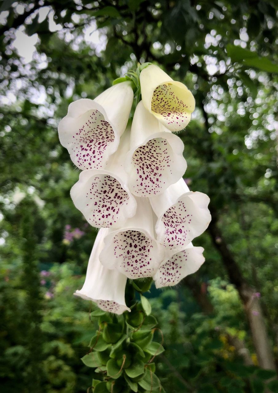 CLOSE-UP OF WHITE FLOWERING PLANTS AGAINST TREES