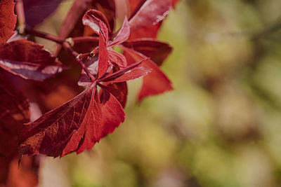 Close-up of red plant growing outdoors