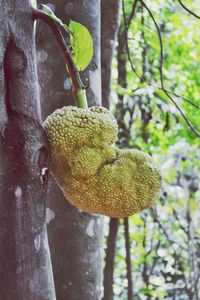 Close-up of plant hanging on tree