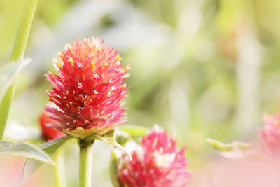 Close-up of red flowering plant