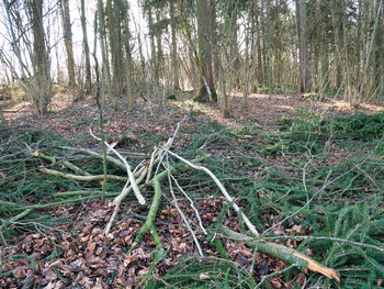 View of trees in forest