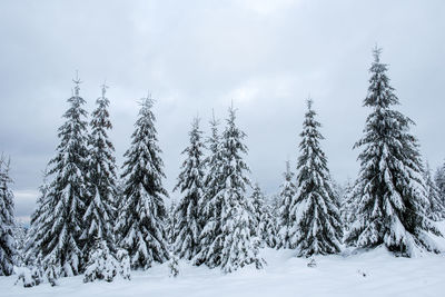 Snow covered pine trees against sky