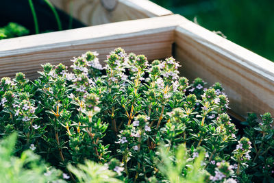 High angle view of potted plants