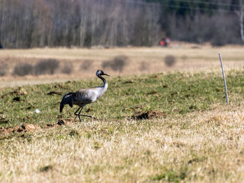 Landscape with crane on cereal field in early spring, bird migration