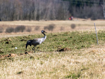 Bird on field