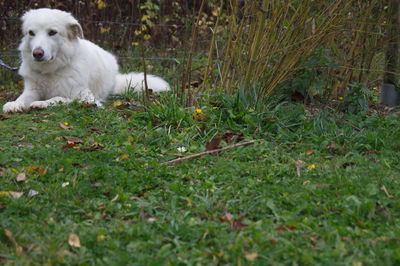 Dog sitting on grass