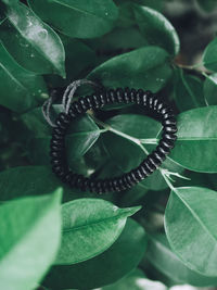 Close-up of green leaves on plant