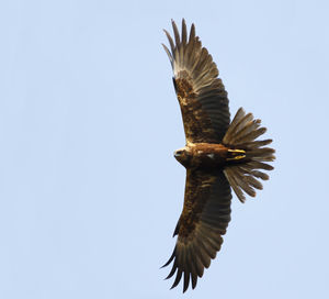 Low angle view of bird flying against clear sky