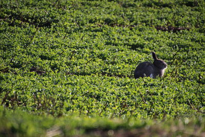 Side view of black cat on field