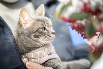 Close-up of a cat looking away