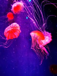 Close-up of jellyfish swimming in sea