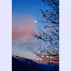 Bare trees against sky at sunset