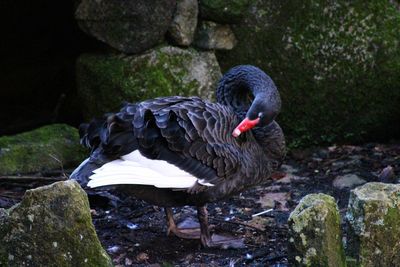 Close-up of swan perching on rock
