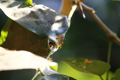 Close-up of insect on leaves