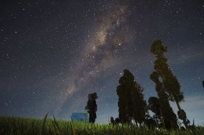 Low angle view of trees against sky at night