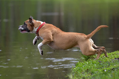 Close-up of dog running in water
