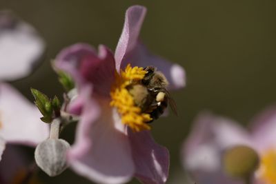 Close-up of bee pollinating on flower