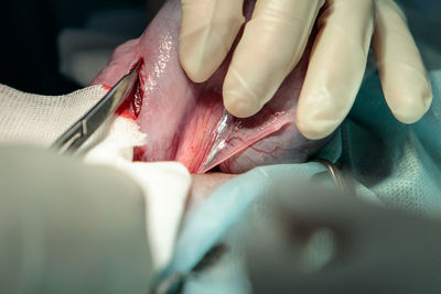 Closeup of caesarean section to cat, soft focus, made by veterinarian, surgical scissors in hand.