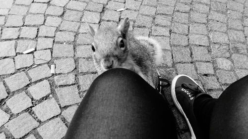 Squirrel black and white on girl's leg